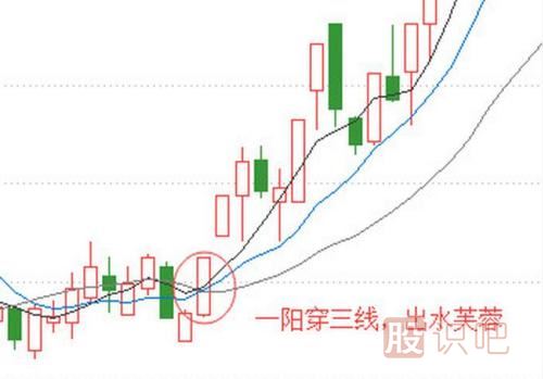 -出水芙蓉形態(tài)詳解